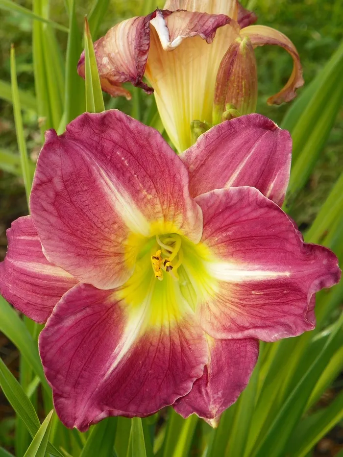 黄花菜，紫色，雄蕊，雌蕊，花粉，多彩