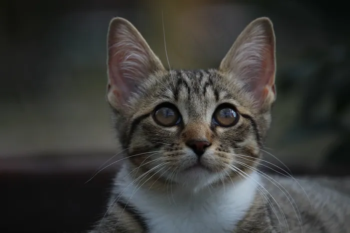 猫,运动鞋,工艺品,埃及猫,新加坡猫,猫在家庭房间里的肖像