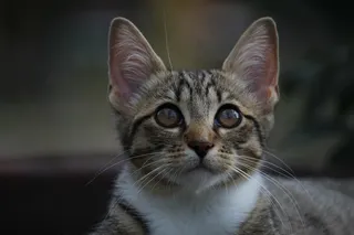 猫,运动鞋,工艺品,埃及猫,新加坡猫,猫在家庭房间里的肖像