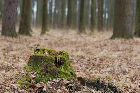 性质，树桩，森林，雾，叶子，生活，蘑菇