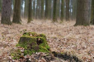性质，树桩，森林，雾，叶子，生活，蘑菇
