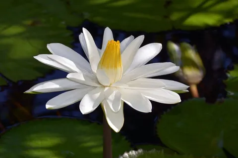睡莲,白,开花,性质,白花 睡莲,白,开花,性质,白花