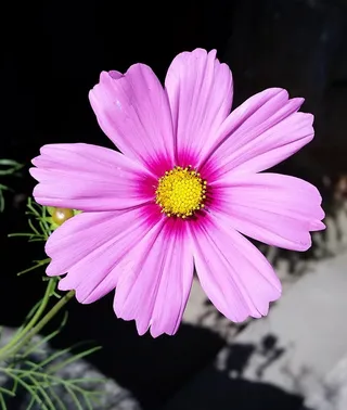 粉红色，花，开花，性质，植物，春天