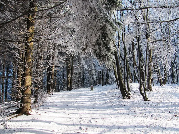 冬天，森林，雪，景观，树
