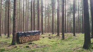 森林，木材，树，自然，日志，景观，棕色