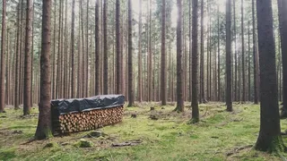 森林，木材，树，自然，日志，景观，棕色