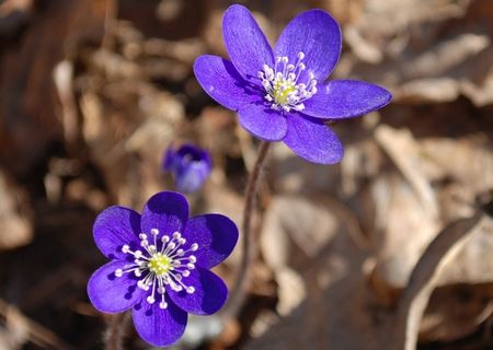 利物浦，春天，去年的叶子