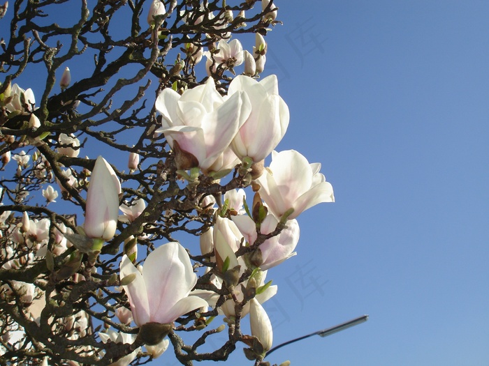 玉兰，Frühlingsblüher，鲜花，唤醒，美女