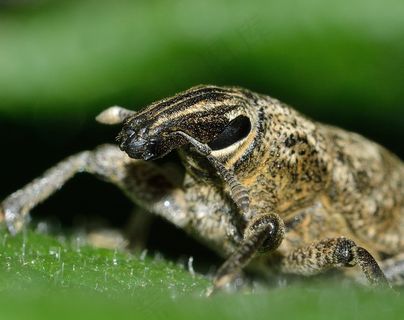 昆虫，甲虫，象鼻虫