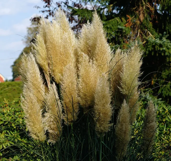 草，盛开，自然，夏天，绿色，花园