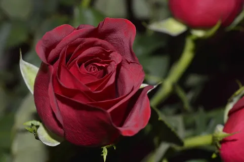 玫瑰,玫瑰花,月月红,玫瑰花蕾,红玫瑰,红玫瑰的概述 玫瑰,玫瑰花,月月红,玫瑰花蕾,红玫瑰,红玫瑰的概述
