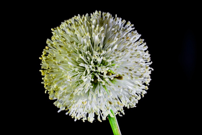 小花，花，野花，白