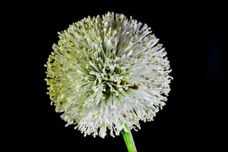 小花，花，野花，白