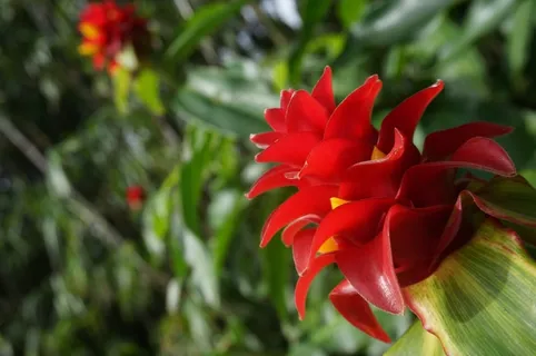 夏威夷,花,热带 夏威夷,花,热带