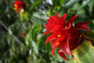 夏威夷，花，热带