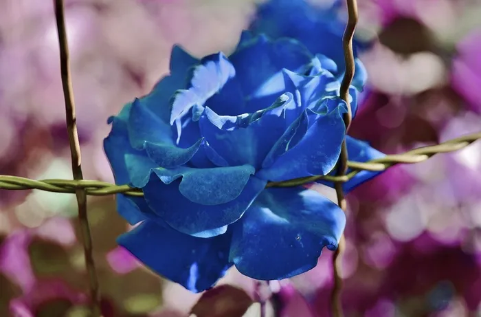 玫瑰，花，花的，开花，自然，夏天，花束