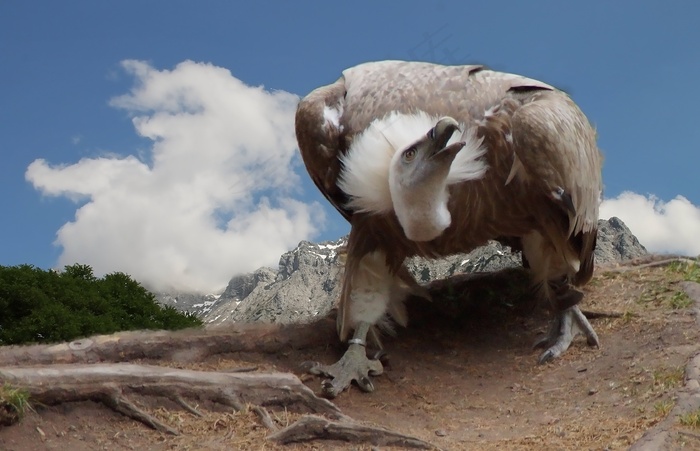 兀,,狮riff，鸟，关闭，动物肖像