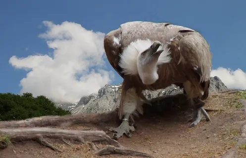 兀,,狮riff，鸟，关闭，动物肖像