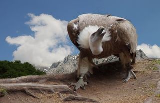 兀,,狮riff，鸟，关闭，动物肖像