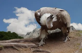 兀,,狮riff，鸟，关闭，动物肖像