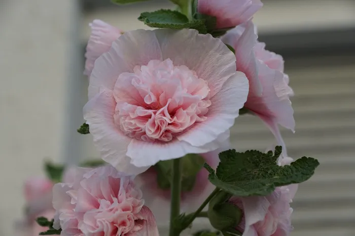 锦葵，花，玫瑰