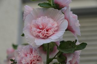 锦葵，花，玫瑰