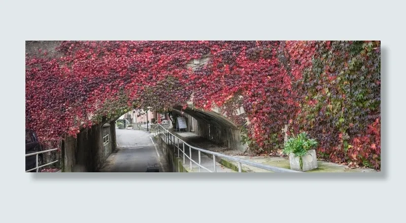 桥，花，地下通道，藤蔓，植物，拱门，弯曲