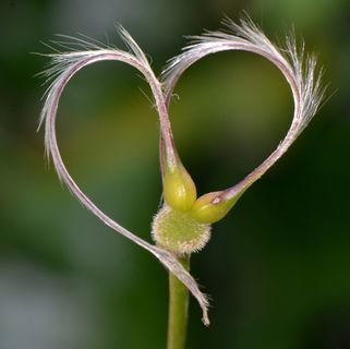 心，爱情，浪漫，浪漫，情人节，自然