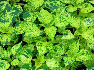 自然，叶子，绿色，鼠尾草