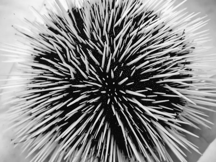 海胆，动物，海洋，海洋，宏，特写