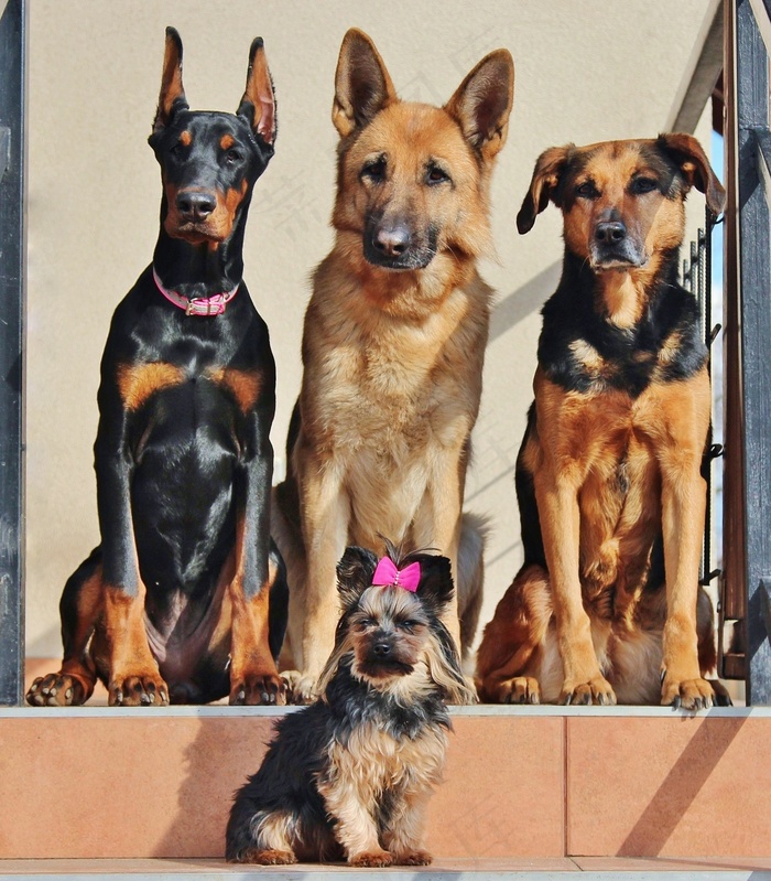 狗，杜宾犬，约克犬，德国牧羊犬