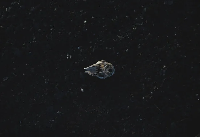小行星,手提包,包,浮游动物,戒指,静止与头骨