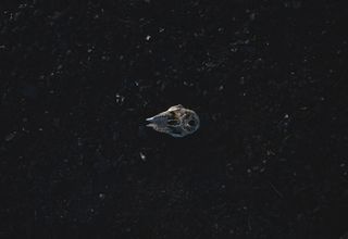 小行星,手提包,包,浮游动物,戒指,静止与头骨