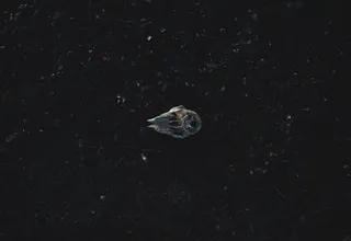 小行星,手提包,包,浮游动物,戒指,静止与头骨