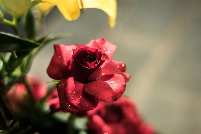 玫瑰，红玫瑰，花