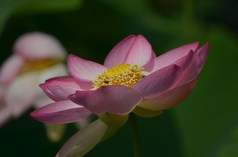 莲花,莲花,荷花,水花 莲花,莲花,荷花,水花