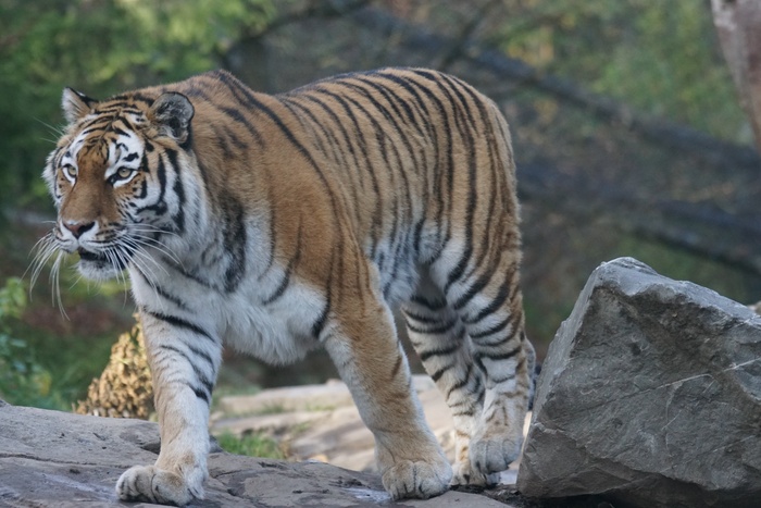 动物，捕食者，老虎，Amurtiger