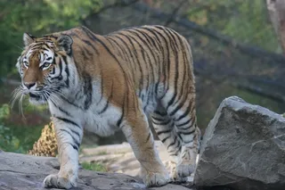 动物，捕食者，老虎，Amurtiger