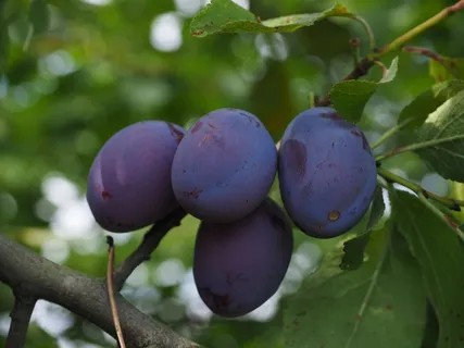 李子,李子树,水果,食品,蓝色,健康,紫 李子,李子树,水果,食品,蓝色,健康,紫