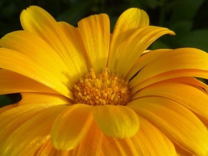 花，开花，黄色，橙色，性质，植物