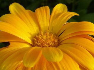 花，开花，黄色，橙色，性质，植物