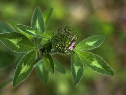 三叶草，晚，开花，性质，绿色，叶子，草地