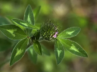 三叶草，晚，开花，性质，绿色，叶子，草地
