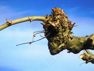 飞机，斯特朗克，分支机构，截断，Beschnitten，树，天空