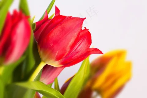 郁金香,花束,春天,性质,鲜花,schnittblume 郁金香,花束,春天,性质,鲜花,schnittblume