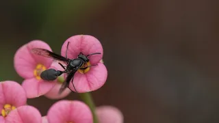 黄蜂，昆虫，蜜蜂，动物，黑色，野生动物，拓荒，Bug