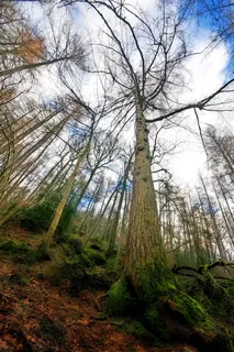 树木,森林,树林,Grizedale,自然,景观 树木,森林,树林,Grizedale,自然,景观