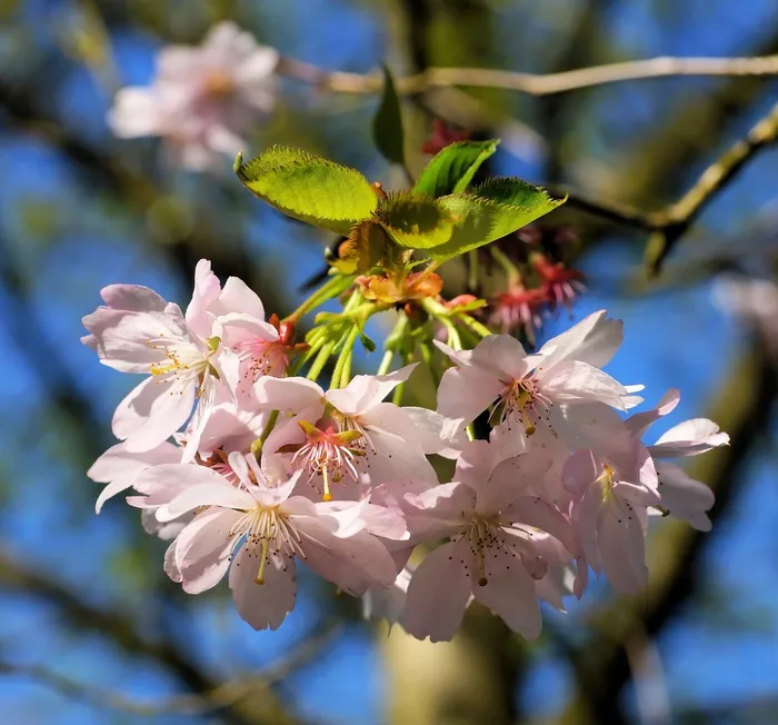 鲜花，日本樱花