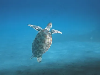 龟,动物,海洋,海洋,大海,水,自然 龟,动物,海洋,海洋,大海,水,自然