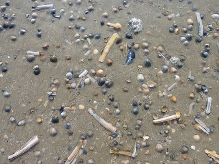 贻贝，海滩，水，海，贻贝贝壳，性质